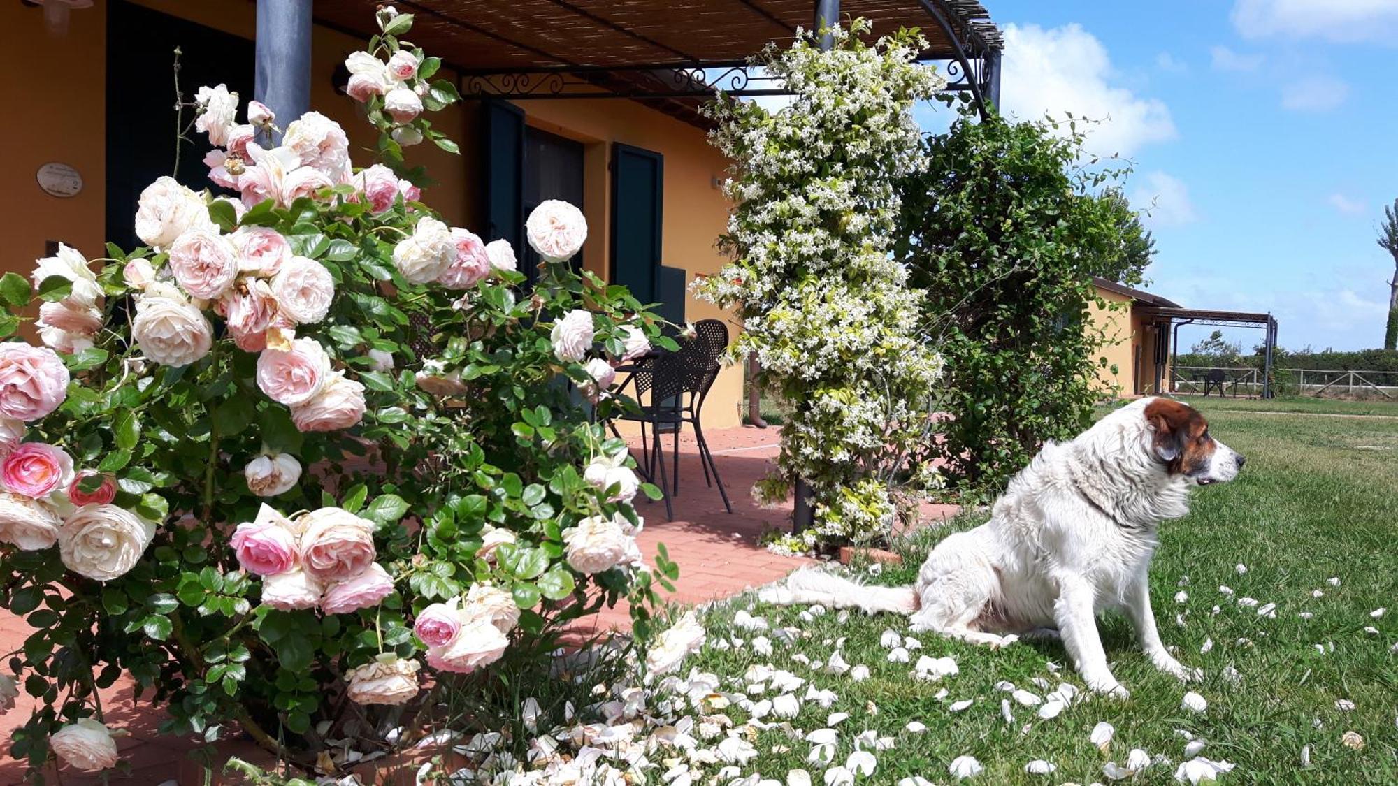 Aparthotel La Fattoria Di Tirrenia Exterior foto